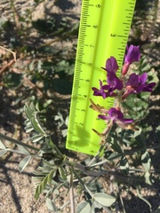 Astragalus lentiginosus borreganus