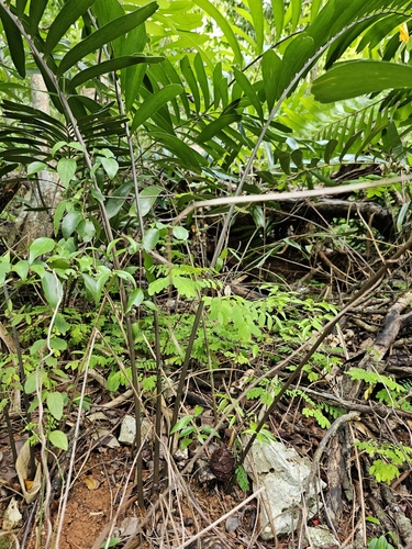 Image of Zamia erosa by (c) ritirene, some rights reserved (CC BY)