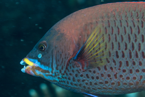 Chiseltooth wrasse (Pseudodax moluccanus) — Labridae — 3