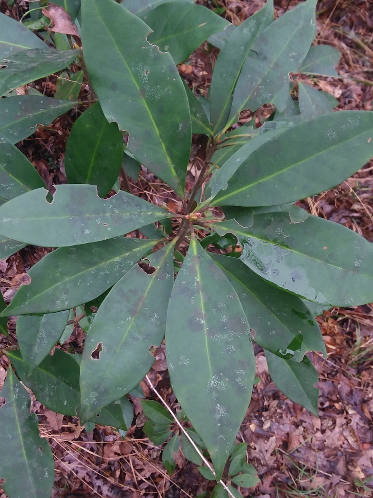 Illicium floridanum, Ovett, MS 39464, USA