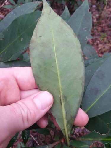 Illicium floridanum