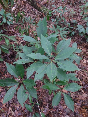 Illicium floridanum
