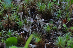 Cladonia cenotea