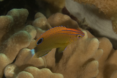 Pomacentrus bankanensis