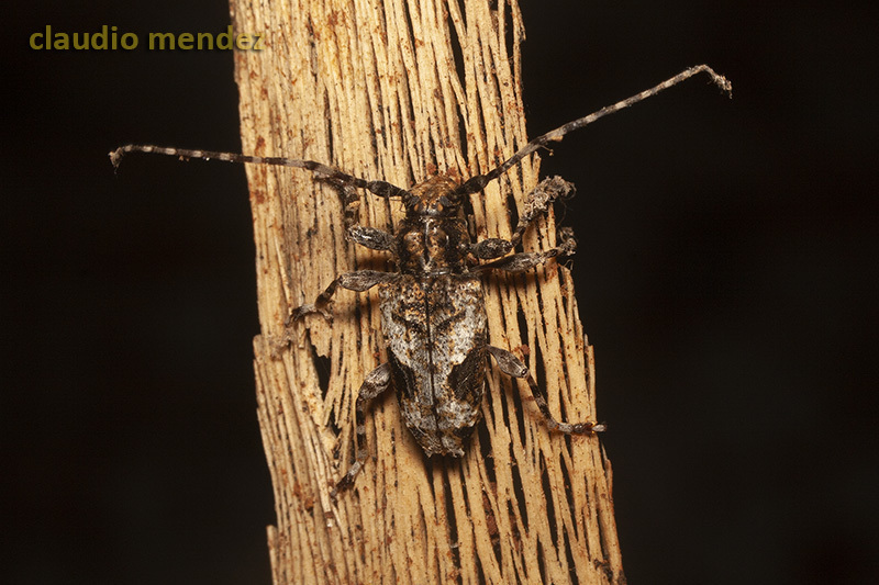 Aegomorphus jaspideus