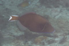 Sufflamen chrysopterum