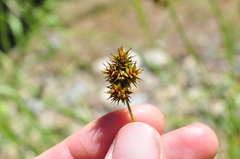 Carex pachystachya