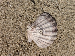 Nodipecten