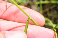 Carex pachystachya