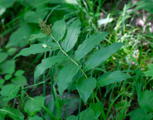 Maianthemum racemosum