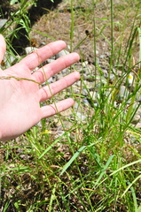 Carex pachystachya