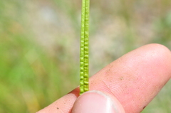 Carex pachystachya