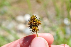 Carex pachystachya
