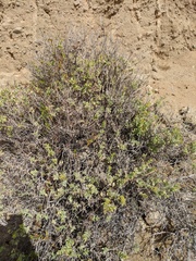 Coulterella capitata