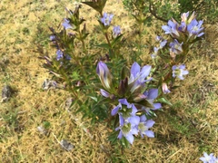 Gentiana spathacea