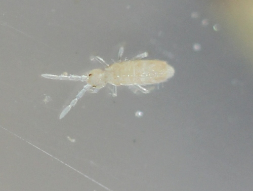 Sinella curviseta