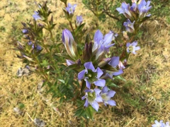Gentiana spathacea