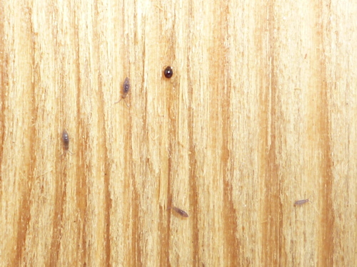 Willowsia buski