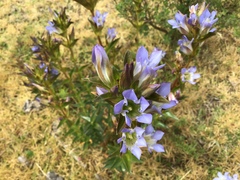 Gentiana spathacea
