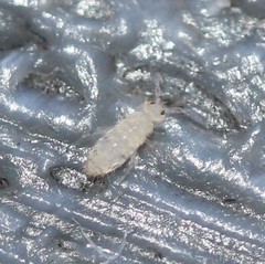 Willowsia nigromaculata