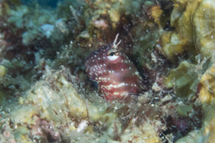 Glyptoparus delicatulus