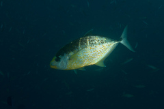 Flavocaranx bajad