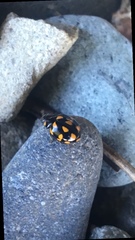 Coccinella leonina