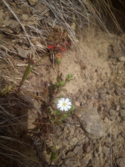 Vittadinia australis