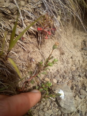 Vittadinia australis