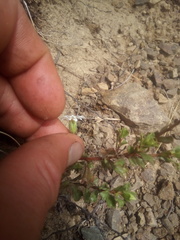 Vittadinia australis