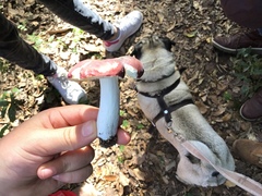 Russula californiensis