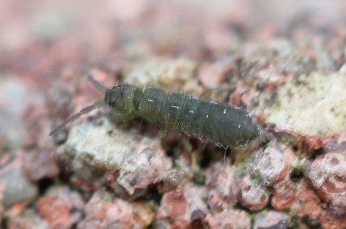 Isotoma delta