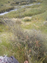 Olearia bullata