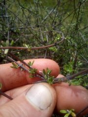 Olearia bullata