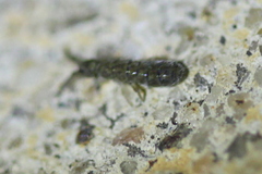 Isotoma delta
