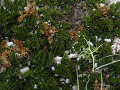 Anisotome imbricata prostrata