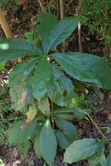Gymnanthemum amygdalinum