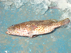 Epinephelus adscensionis