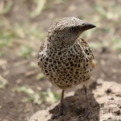 Histurgops ruficauda