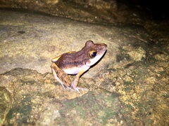 Pristimantis gaigei
