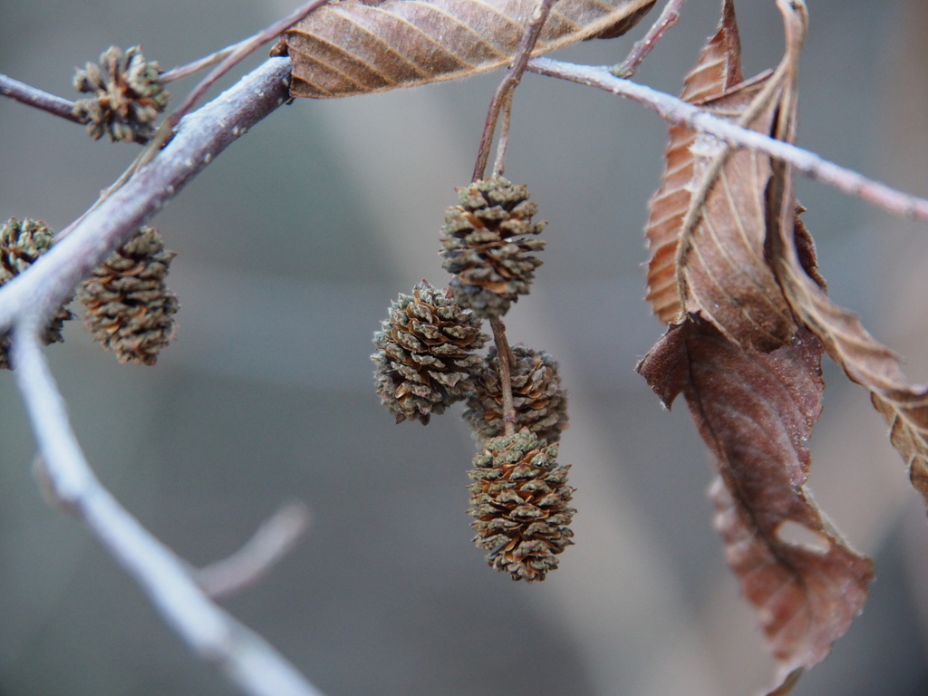 Drooping Alder