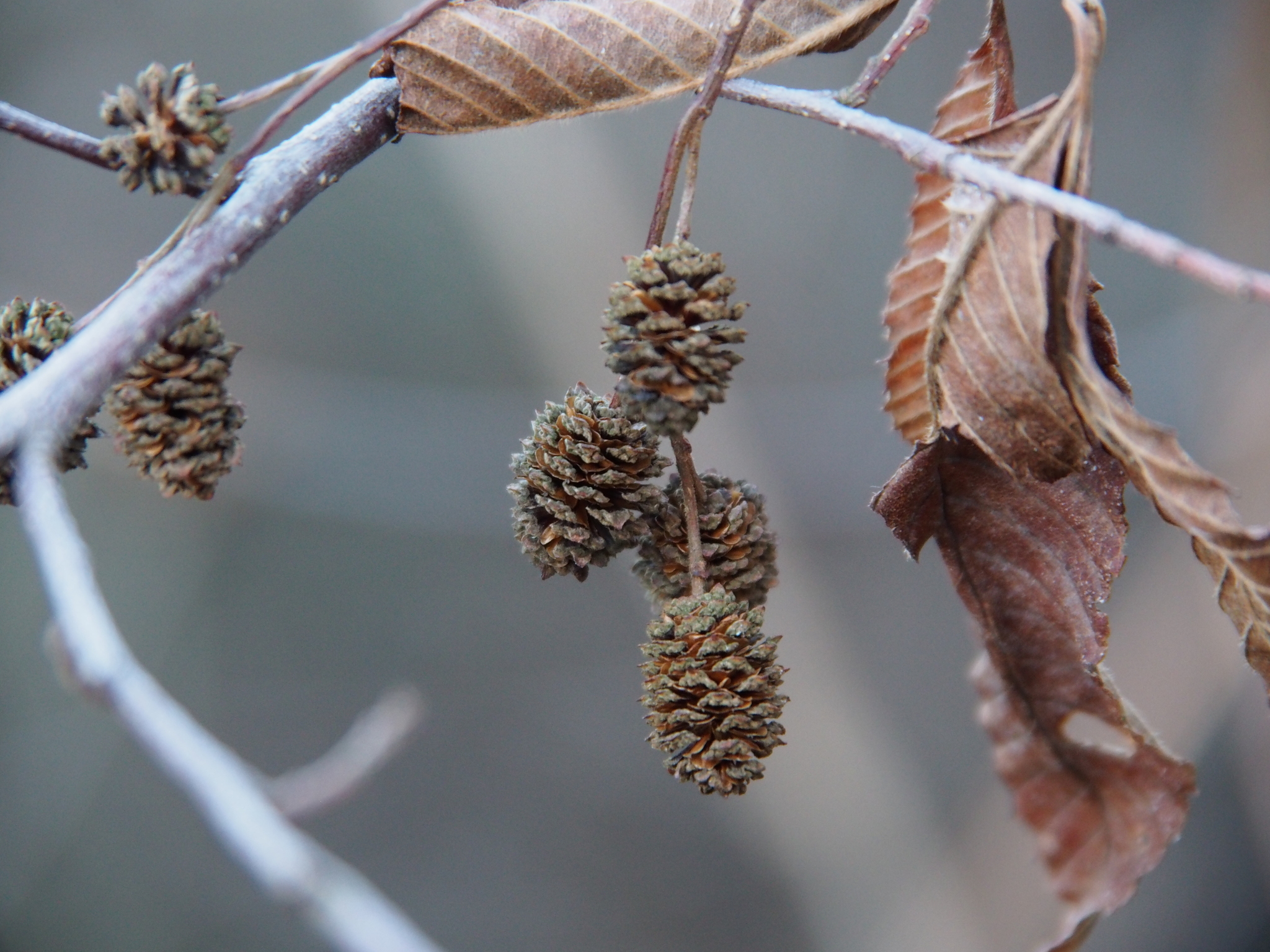 Alnus pendula