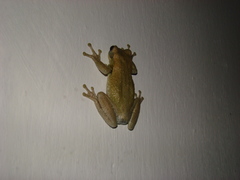 Trachycephalus typhonius