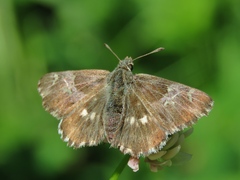 Muschampia floccifera