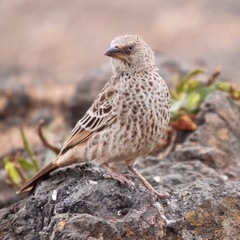 Histurgops ruficauda