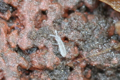 Parisotoma notabilis