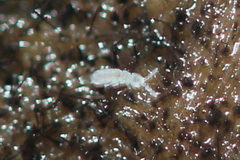 Parisotoma notabilis