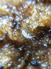 Parisotoma notabilis