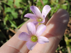Ionoxalis
