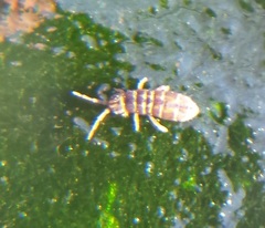 Isotominae